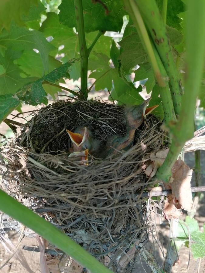 Дома для отпуска Old etno house HAPPY VILLAGE Цетине-5