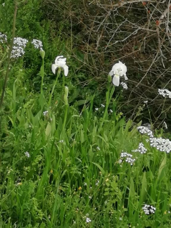 Дома для отпуска Old etno house HAPPY VILLAGE Цетине-90