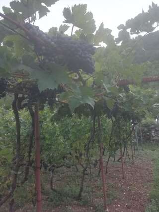 Дома для отпуска Old etno house HAPPY VILLAGE Цетине Дом с 1 спальней-2