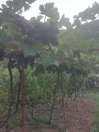 Дома для отпуска Old etno house HAPPY VILLAGE Цетине Дом с 1 спальней-90