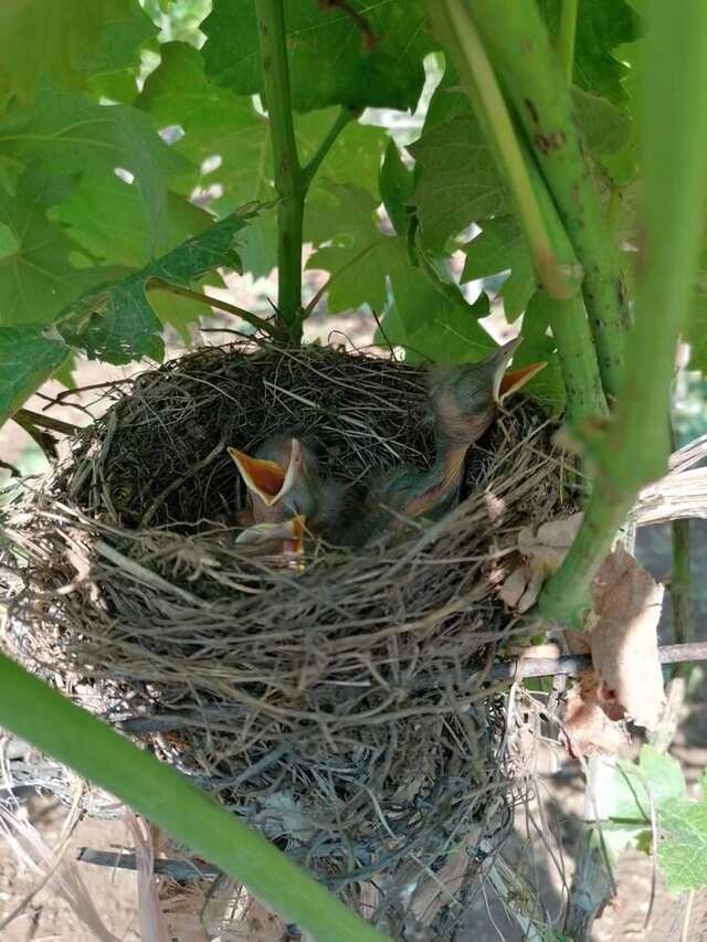 Дома для отпуска Old etno house HAPPY VILLAGE Цетине-4