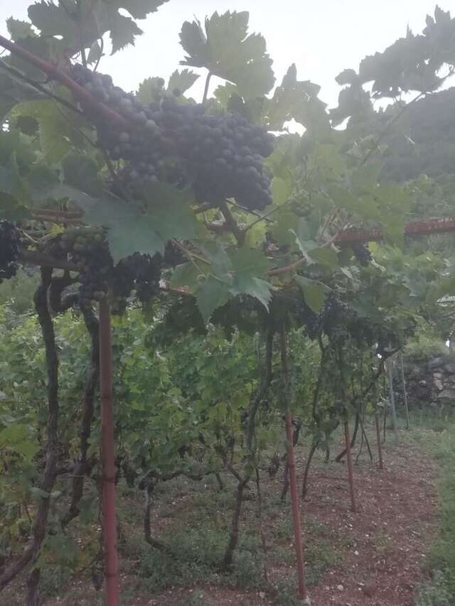 Дома для отпуска Old etno house HAPPY VILLAGE Цетине-6